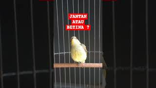 Download lagu KONIN IJOAN JANTAN ATAU BETINA ? mp3