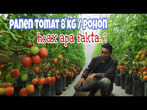 , title : 'Cara menanam tomat hidroponik di dalam polybag'