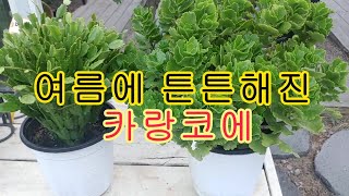 카랑코에 여름 튼튼하게키우기