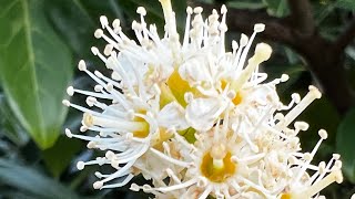 A Visualisation for Inner Peace