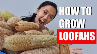 How to grow luffa (loofah) from seed