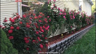 Pink & Red Double Knock Out Roses: Just Look At The Sheer Beauty - You Will Want To Plant Them!