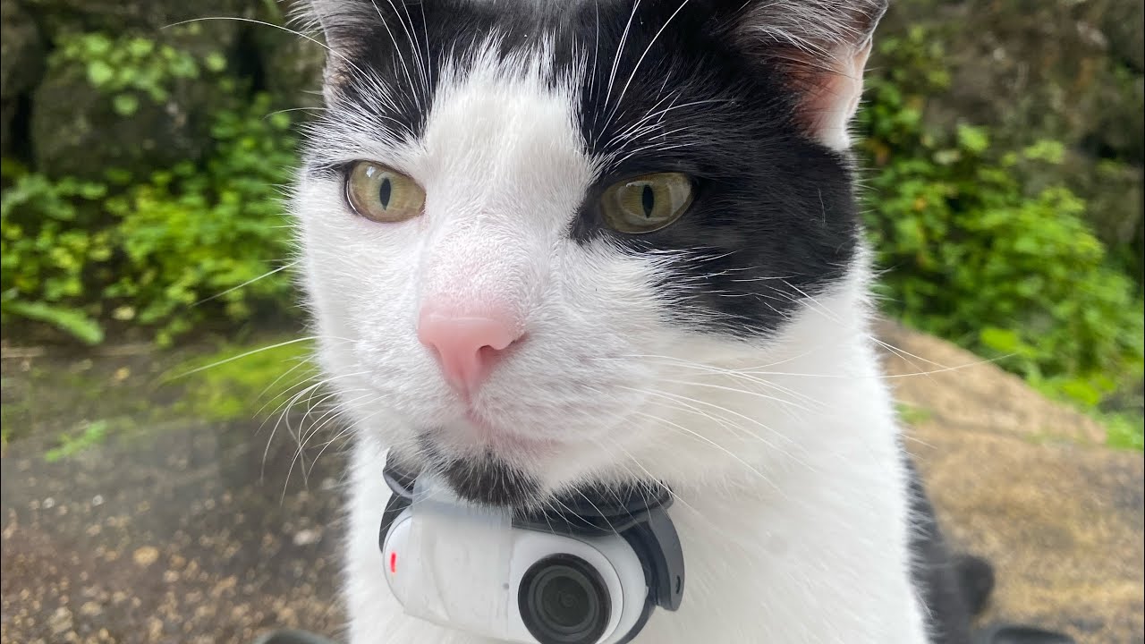 He is Watching Everything! POV Cat Camera