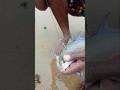 Unexpectedly A Big Fish Catch In Live Bait Fishing Fishingvideos Thoondilulagam Seafishing