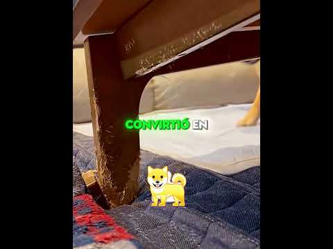 La pata de la mesa no resistió 🐶