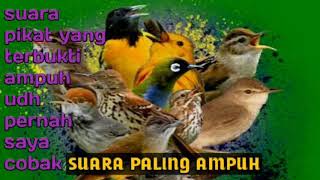 Download lagu suara pikat burung kecil ribut paling ampuh 2020 anti zonk mp3 Download lagu suara pikat burung kecil ribut paling ampuh 2020 anti zonk mp3