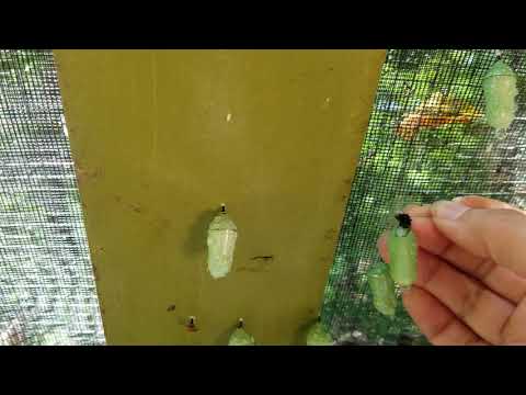 How to move a monarch chrysalis