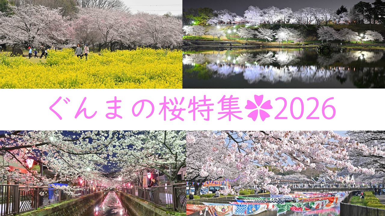 群馬さくら特集🌸2026年3月28～30日撮影🌸上毛新聞「桜特集」掲載予定の花見スポットを紹介