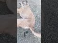 high quality farting sound