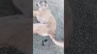 Download lagu high quality farting sound mp3 Download lagu high quality farting sound mp3