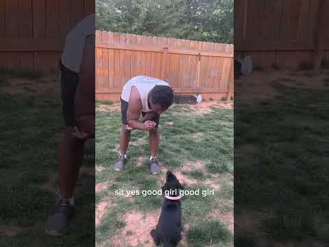 Athena: Our Adorable 7-Week-Old Great Dane Puppy Learns to Sit! PT.1 #greatdane #dogtraining #shorts