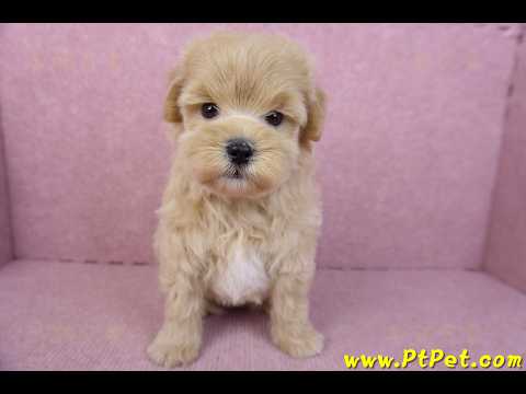 11/23馬爾泰迪公幼犬1號