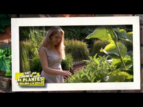 comment soigner curcuma plante