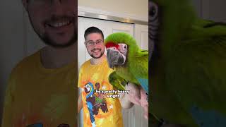 How Heavy is This Great Green Macaw?