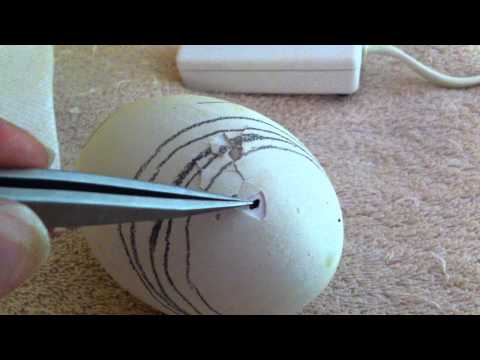 After Internal Pip (safety holes) Goose Egg