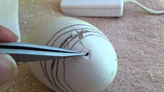 After Internal Pip (safety holes) Goose Egg