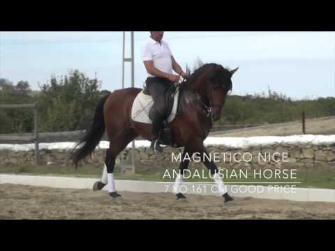 Magnetico - andalusian horse for sale - 6 yo