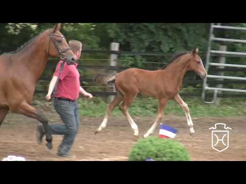 OH002CH Hengstfohlen von Cascadello I - Lancer II - Calvadur