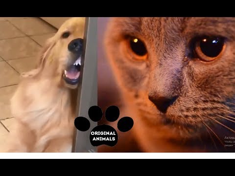 Original Animals #18. CUTE AND FUNNY ANIMALS VIDEO/ МИЛЫЕ И СМЕШНЫЕ ЖИВОТНЫЕ.