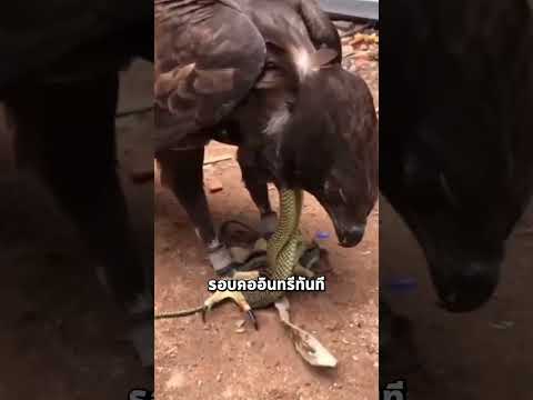 อินทรี vs งู... ใครพลาดคือตาย