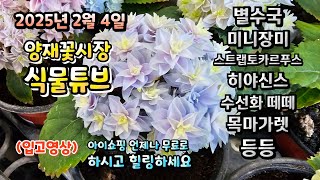 입춘이 지난 추위에 양재꽃시장 식물튜브 어떤 식물들이 들어왔는지 영상으로 아이쇼핑 하러 가볼까요~  클릭 고…