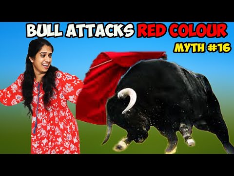 Busting 24 MYTHS IN 24 HOURS!