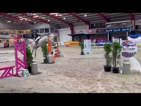 Showjumping 7yo 16.2 mare - Image 2