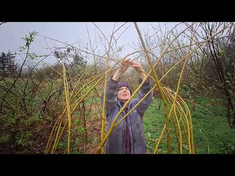 A new willow den is growing in Sam's wood