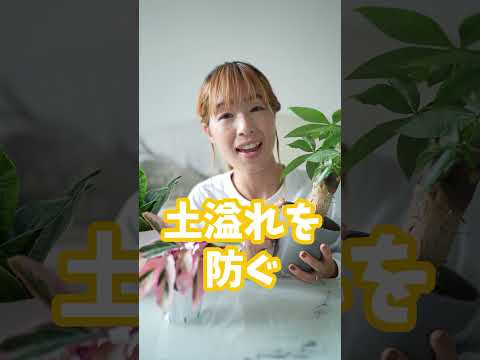 植物に水をやるために水に浸した羊毛 2022