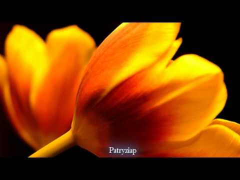 adiemus(madre natura-ciao darwin)