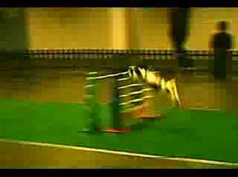 Rabbit Jumping ~ Speedy