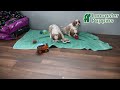Cavalier King Charles Spaniel dogs for sale: Jenna CHAMPION BLOODLINES - Video 1
