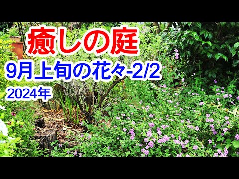  Storm Ciaran: 滑りやすい木製デッキに対処するための 6 つの専門家による滑り止めのヒント  庭園