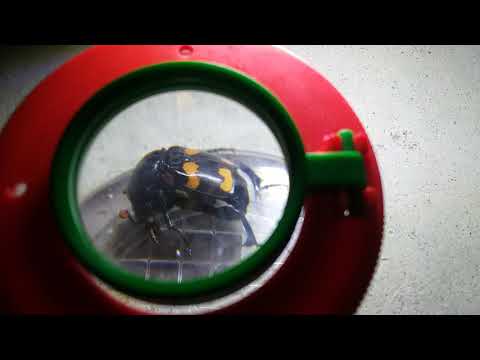 Nicrophorus orbicollis round neck sexton beetle