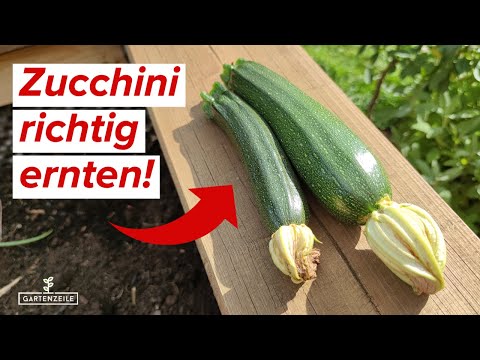 , title : 'Gartenfrische Zucchini: Erfahre, wie du sie richtig erntest'