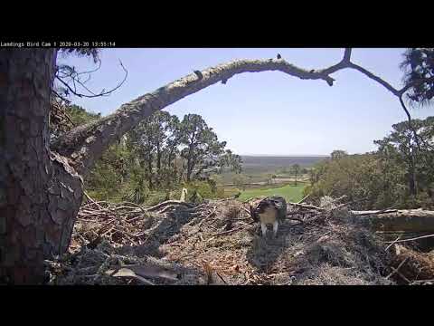 Afternoon Fish Delivery On Savannah Osprey Cam – March 20, 2020