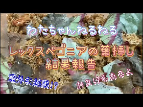 園芸 ベゴニアの葉挿しのやり方は?