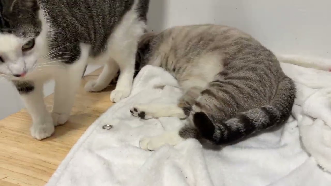 Enlarge Zelda, a Adoptable mixed breed in Keene, NH video 2/6