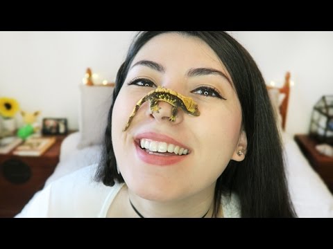 我的臉！｜新寵物｜我收養了一隻壁虎｜精彩頻道新聞 (IT'S ON MY FACE! | NEW PET | I ADOPTED A GECKO | EXCITING CHANNEL NEWS)