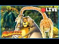 LIVE BEST Of Madagascar Movies Madagascar 1 3 Extended Previews DreamWorks Madagascar