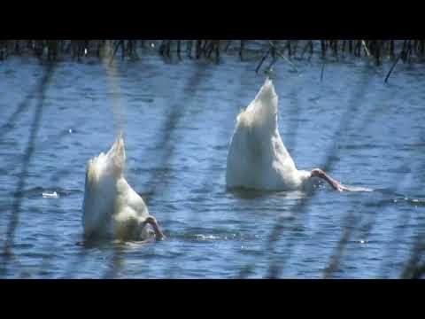 Río Boldo Comuna de Toltén Región de la Araucanía Chile