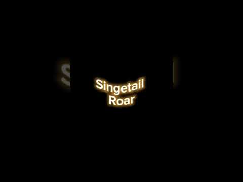 Singetail roar
