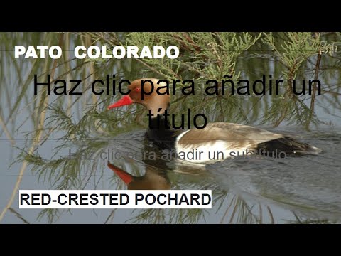 PATO COLORADO | RED-CRESTED POCHARD | Netta rufina