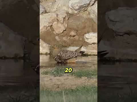 تطير لمسافات طويلة فقط لإنقاذ صغارها 🕊️❤️