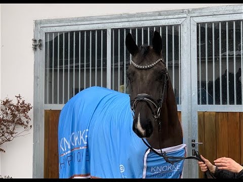 DER SUPERSTAR 4j. v. D'Egalite - Superstar VB 15.000,- Euro