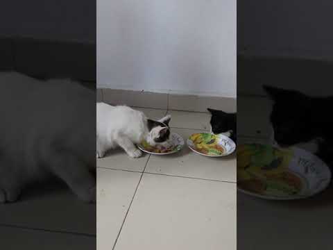 Unlike other kittens, this baby kitten doesn’t steal food from others  #shorts