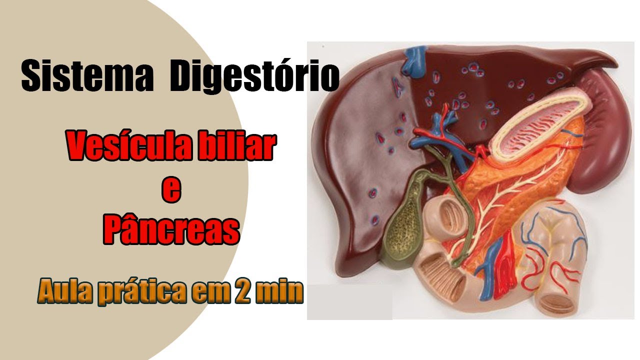 O Que é Vesícula Em Anatomia O Que é Vesícula Em Anatomia