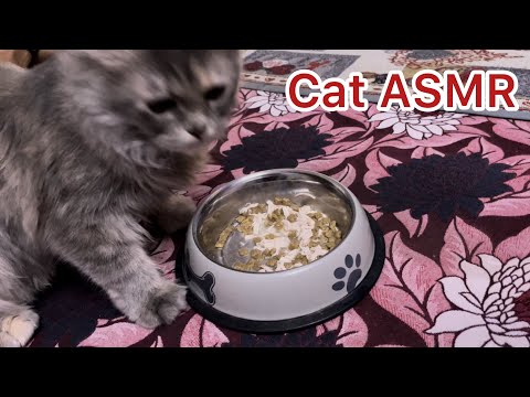 Cat ASMR ll Cat eating food