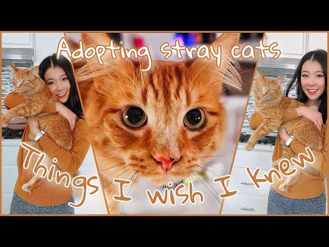 A stray cat followed me home| Things to know before adopting a stray cat| We Rescued a Stray Cat