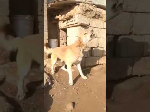 Bakarwal | dogs | of kashmir | india